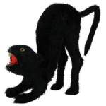 Chat noir agressif